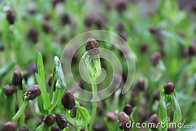 Closeupâ€‹ morning gloryâ€‹ sprouts, microgreen sprouts.â€‹ Stock Photo
